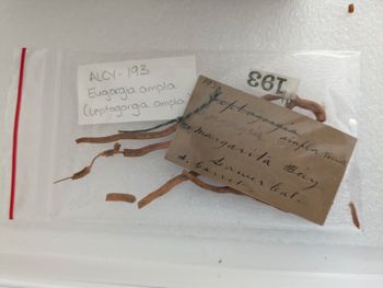 Media type: image; Invertebrate Zoology ALCY-193   Description: label;